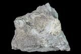 Fossil Crinoid (Aorocrinus) - Gilmore City, Iowa #149028-1
